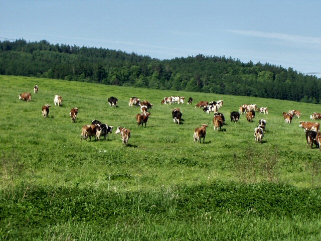 Krnovské krávy