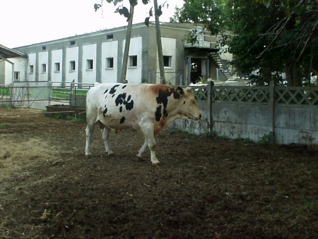 Cow